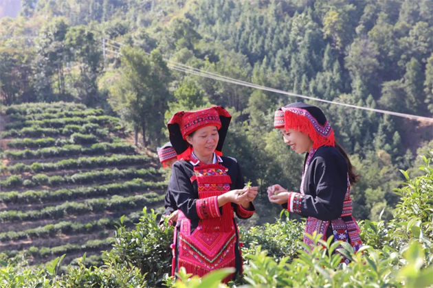 【勞模風(fēng)采】“六堡葉子”托起瑤鄉(xiāng)振興夢(mèng)——記全國(guó)勞動(dòng)模范祝雪蘭