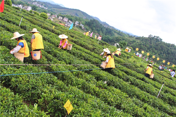 首屆梧州市六堡茶行業(yè)農(nóng)民工技能競賽采茶環(huán)節(jié)現(xiàn)場選手們有序地進(jìn)行采茶比賽.jpg
